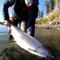 kenai-river-king-salmon